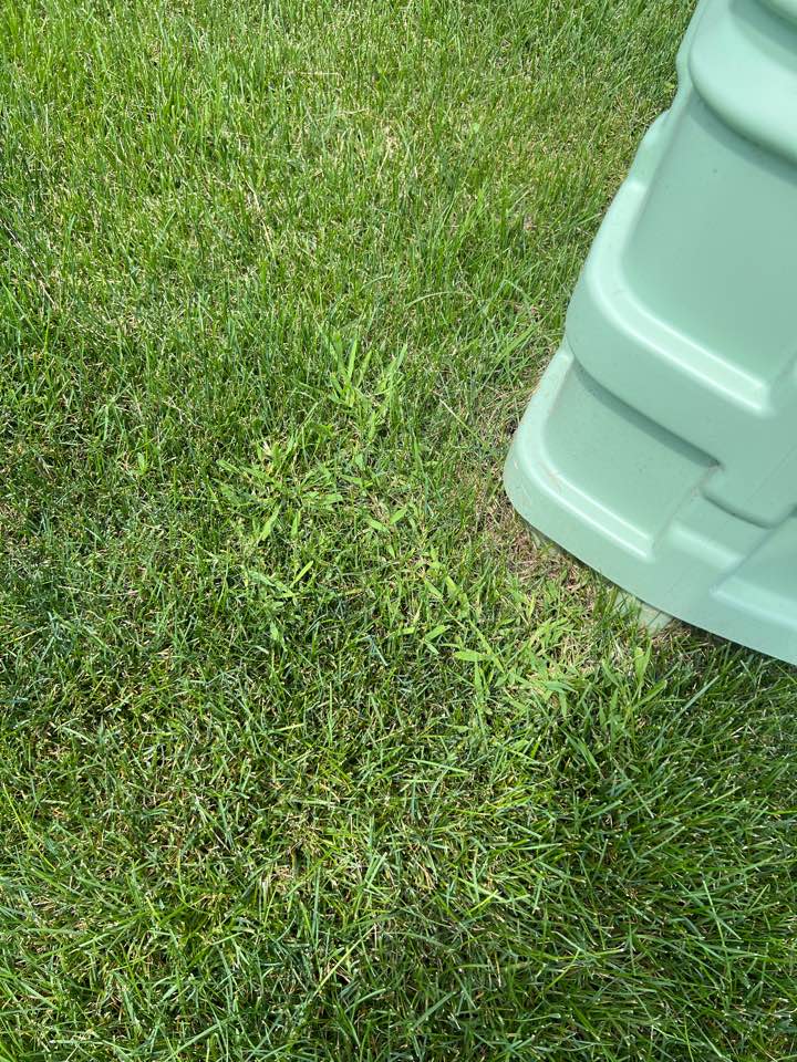 This crabgrass is no match for tuff turf lawncare.