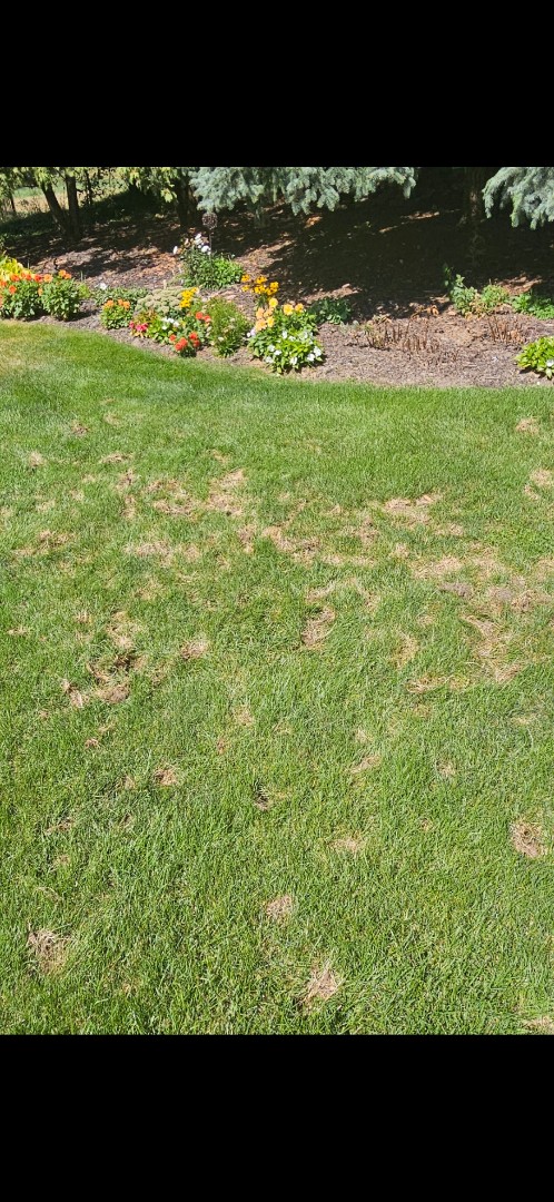 Skunk can do a ton of damage to lawns when they're looking for grubs.