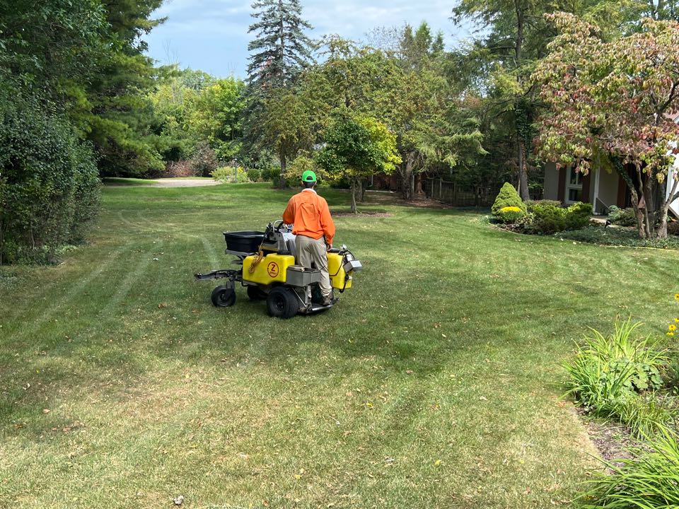 Although dry, this tuff turf lawn is weed free
