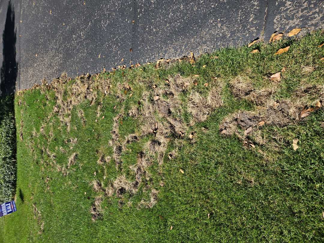 The skunks are having a field day in this lawn looking for grubs.