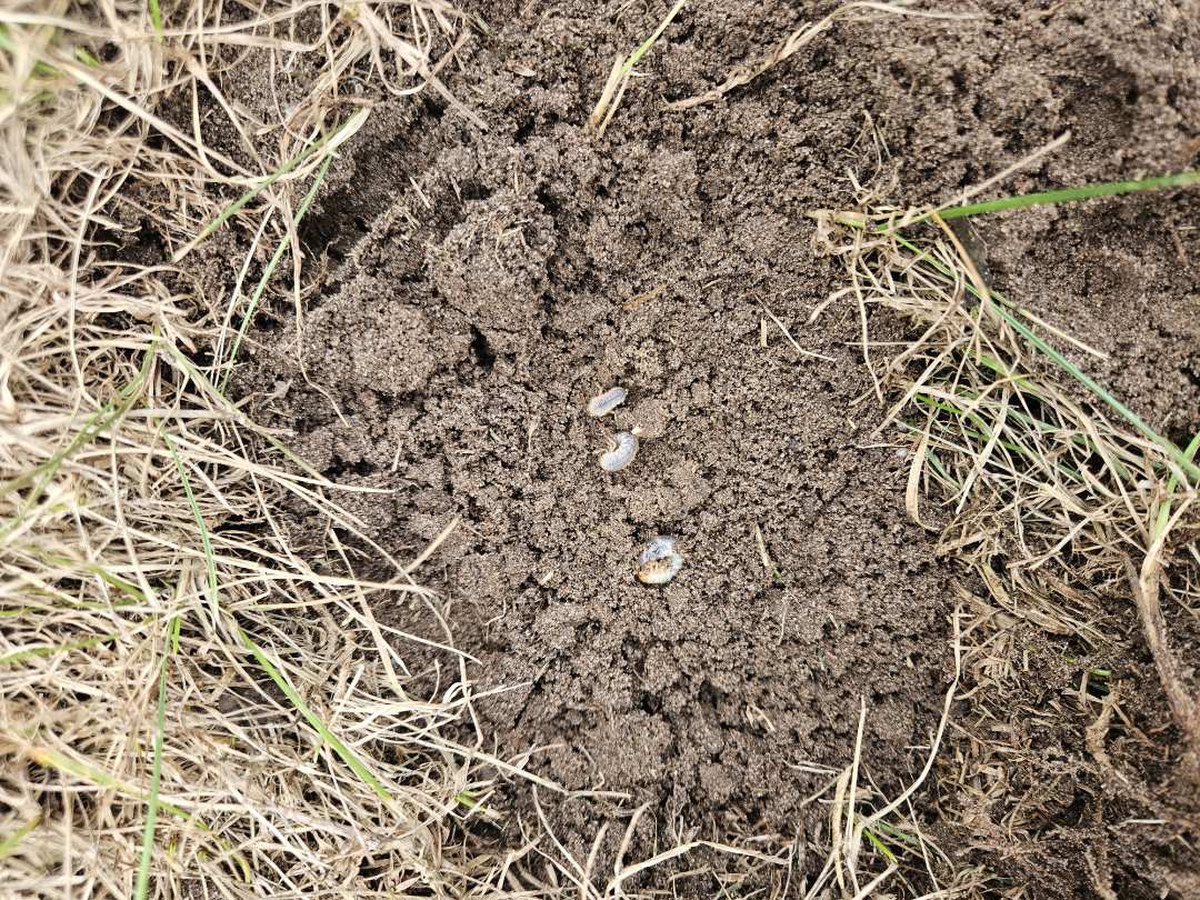 I found lots of grubs in this lawn!