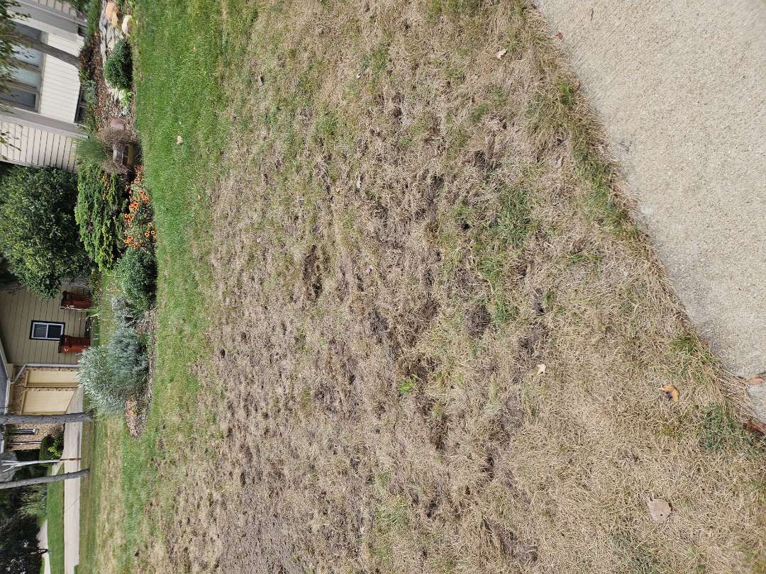 The skunks found the grubs in this lawn!