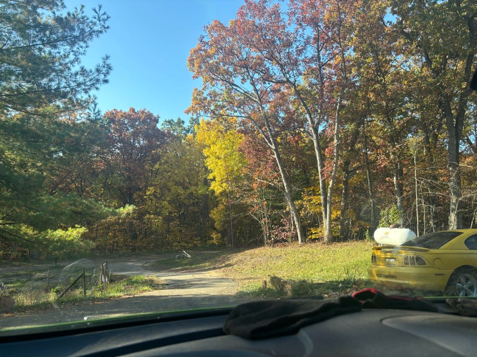 Ford Cobra matches the leaves