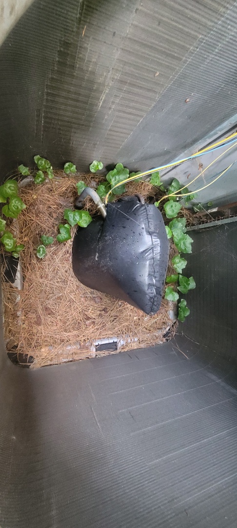 Smyrna, GA - Performed AC Maintenance on 2 Carrier Condensing Units and a Rheem HP, removed all debris from bottom of units. Smyrna 