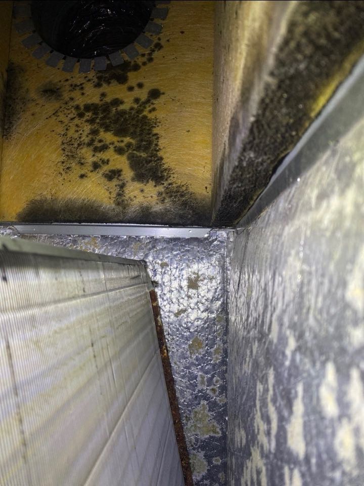 Biological growth found in duct board plenum and evaporator coil during heat maintenance.