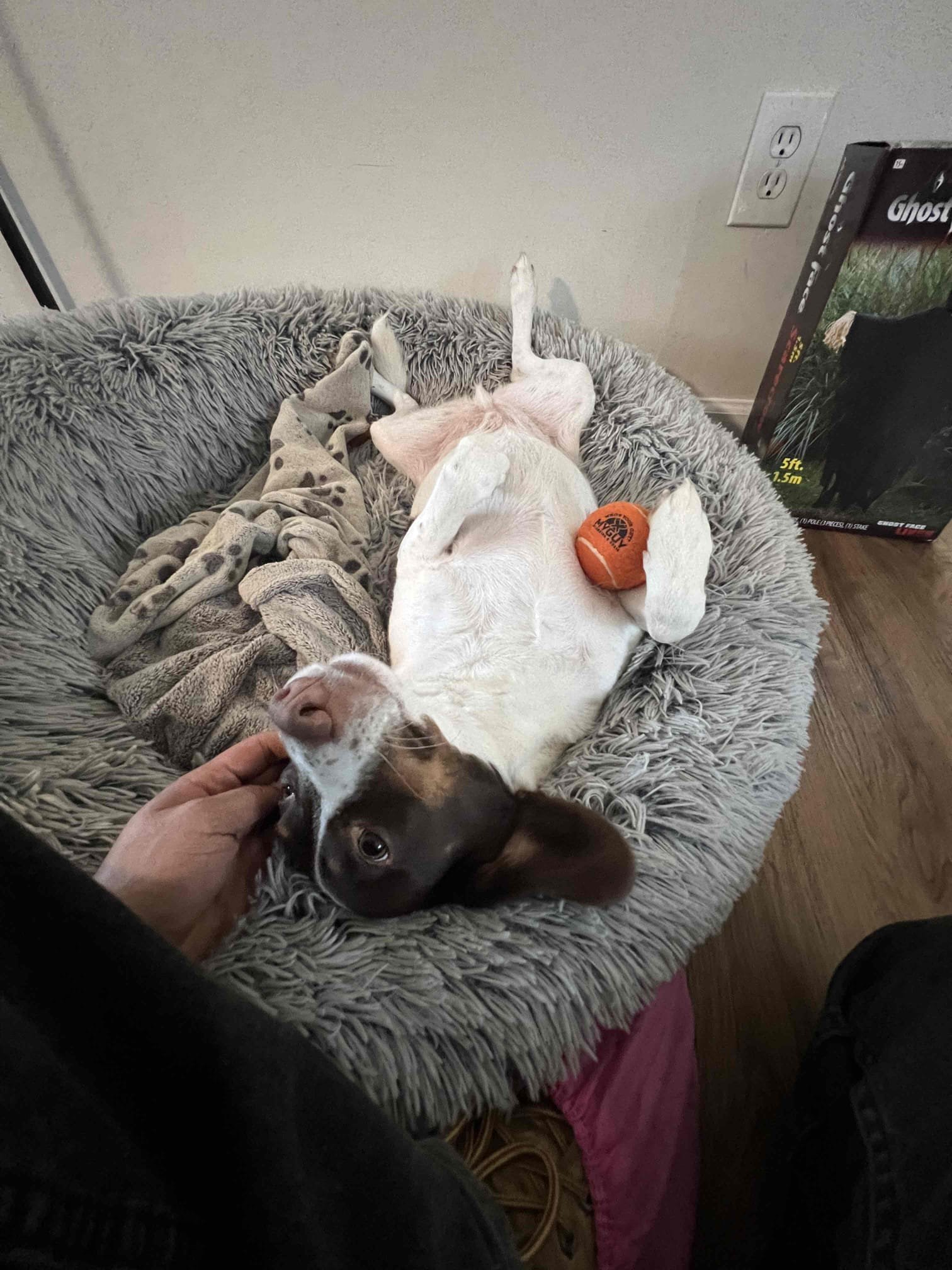 Arrived on site client stated her kitchen sink and dishwasher were not draining. Offered to jet the line or snake it. Client would like to move forward with jetting the line. After jetting the kitchen sink I filled and dumped the sink with hot water multip,e times. Kitchen sink is now drying as it should.