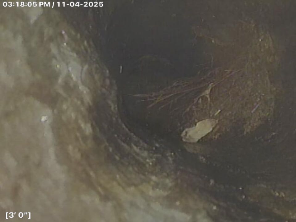 Cleared root intrusion for sewer 