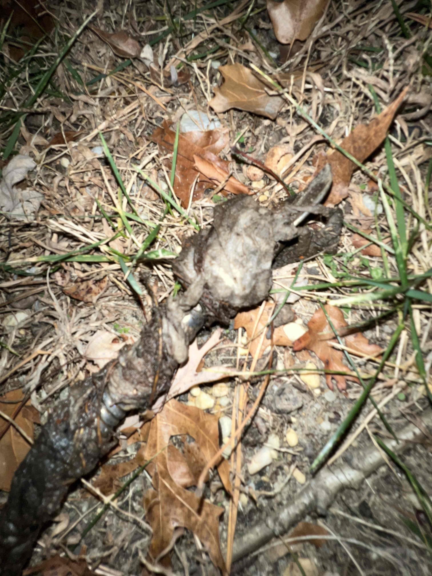 Arrived on site client stated that his home is backing up again. Clients only cleanout was in the crawlspace. After snaking we found a root penetration in the line. Cleared the line and multiple objects that were getting caught on the roots. The spot that needs to be dug up is only 3ft deep and in the backyard. Left estimates to dig it up and add a two way cleanout.