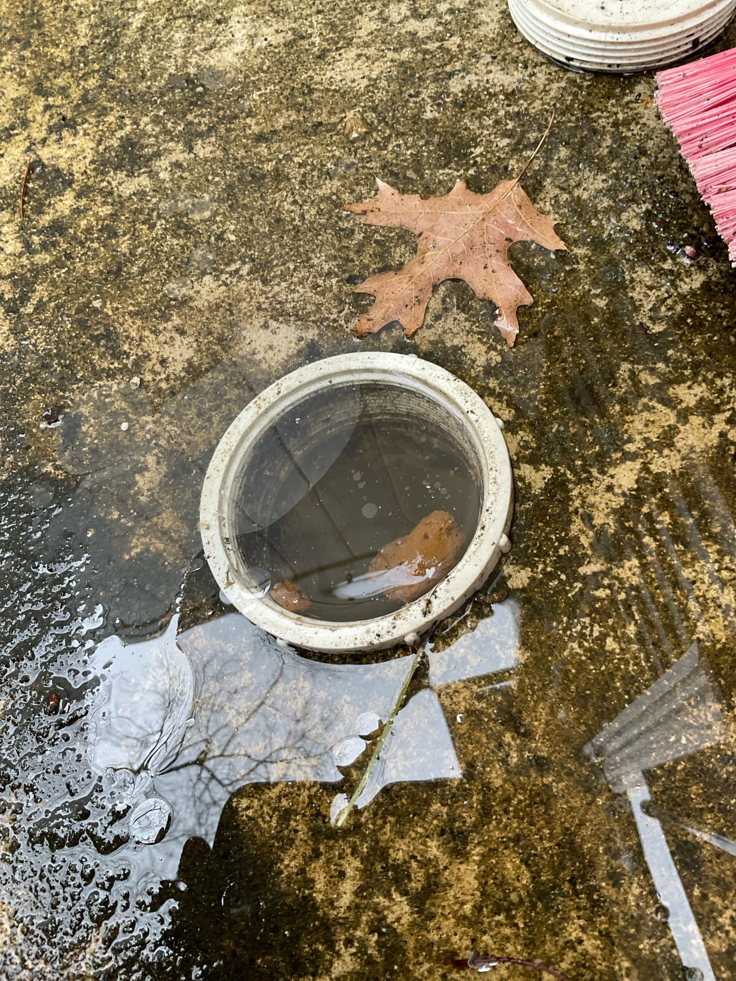 Arrived on site client stated his whole house was backed up. Upon inspection client has a cleanout in the back of the home and when opening it it was filled with water. Snaked the main and when done I found two separate spots where roots infiltrated the main. We will be sending our camera tech out to give estimate for repairs.