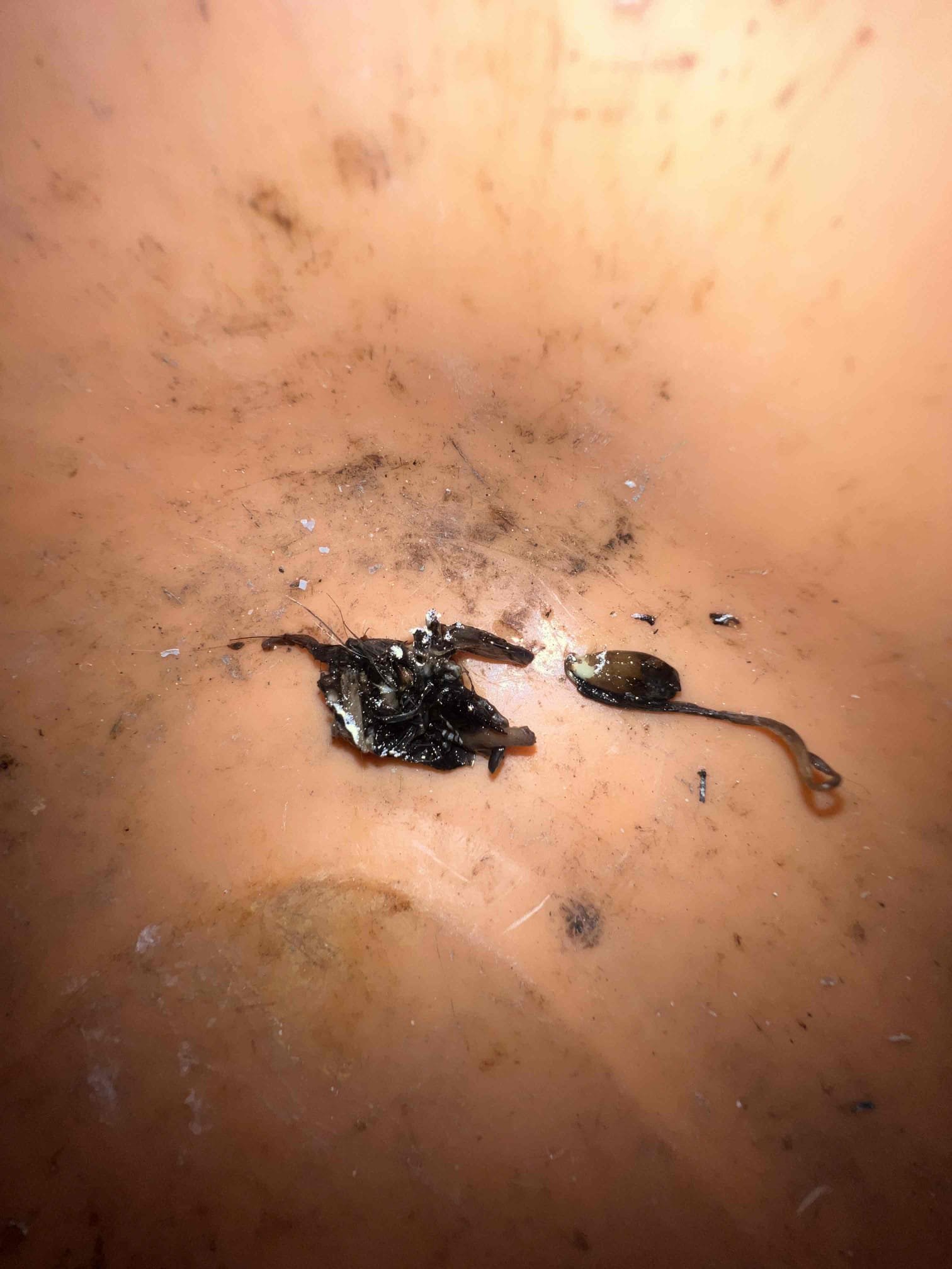 Arrived on site client stated her dishwasher would not drain and the kitchen sink is draining fine. Upon inspection I took the dishwasher hose off and found that it was clogged. Removed food from the dishwasher hose and ran the dishwasher. Dishwasher is now draining as it should and there is no more standing water in the dishwasher. 