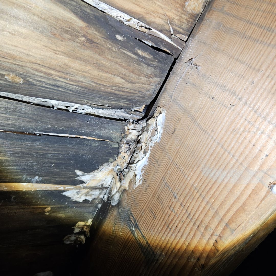 In-depth Suspect Microbial Investigation for the purposes of writing a protocol for potential remediation and cleaning of a crawlspace.