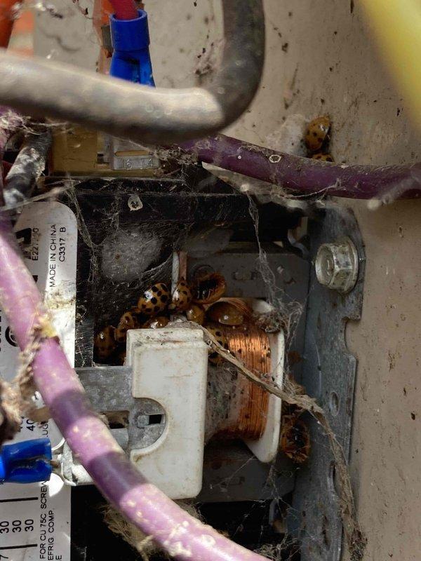 Responded to no cooling complaint on aging residential HVAC system. Upon inspection, found condenser fan motor in severely deteriorated condition with extensive corrosion on copper windings, compromised electrical connections, and heavy debris accumulation preventing proper operation. Motor assembly showed signs of long-term environmental exposure and lack of maintenance, resulting in complete failure and loss of cooling capacity. Documented equipment condition and recommended system evaluation due to age and overall deterioration of components.