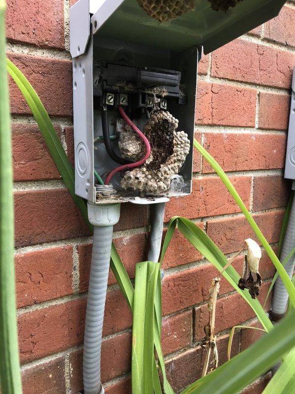 Completed routine HVAC maintenance agreement visit for air conditioning and system inspection. Discovered and removed active wasp nest from outdoor electrical junction box mounted at condenser unit, which posed both electrical hazard and potential system interference. Inspected interior components including blower housing and evaporator coil assembly, noting presence of wildlife (small lizard) near equipment but no damage to mechanical systems. Verified all electrical connections secure after nest removal, confirmed proper clearances around condenser unit, and ensured system operational safety standards met for continued cooling performance.