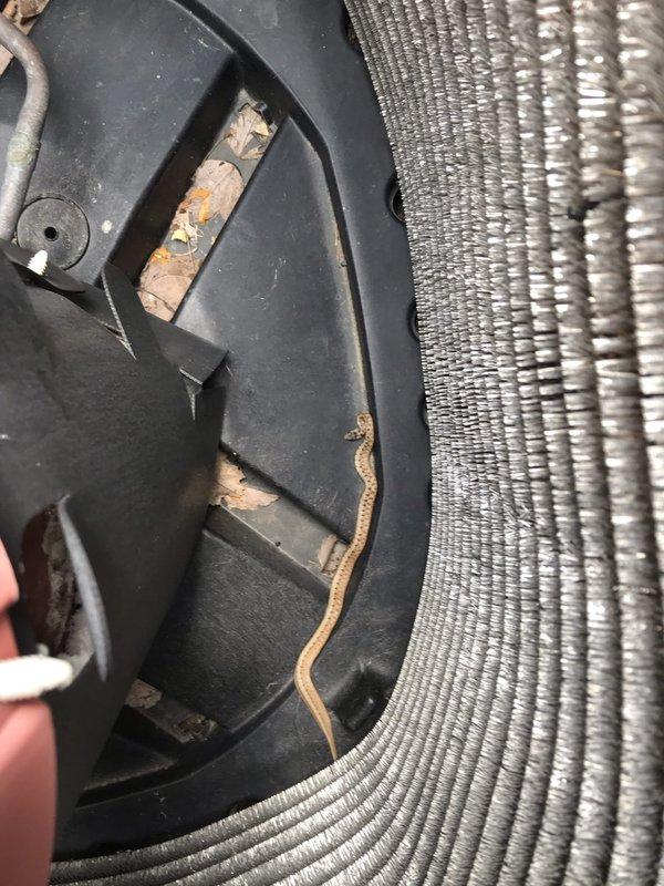 Completed routine HVAC maintenance agreement visit for air conditioning and system inspection. Discovered and removed active wasp nest from outdoor electrical junction box mounted at condenser unit, which posed both electrical hazard and potential system interference. Inspected interior components including blower housing and evaporator coil assembly, noting presence of wildlife (small lizard) near equipment but no damage to mechanical systems. Verified all electrical connections secure after nest removal, confirmed proper clearances around condenser unit, and ensured system operational safety standards met for continued cooling performance.