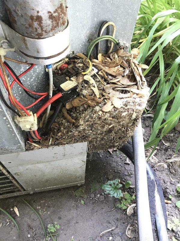 # HVAC Service Report

Responded to no cooling complaint on outdoor condensing unit. Upon arrival, found extensive debris accumulation around and on top of equipment, including dead leaves, dried vegetation, and organic matter restricting airflow. Observed visible rust and corrosion on capacitor housing and metal components indicating prolonged environmental exposure. Cleared all debris from unit exterior, base, and surrounding area. Inspected electrical connections and found wiring intact with proper terminations at contactor and capacitor. Cleaned interior cabinet surfaces of accumulated dirt and dust. Verified proper electrical operation of contactor and capacitor function. Unit restored to normal cooling operation after debris removal and cleaning.