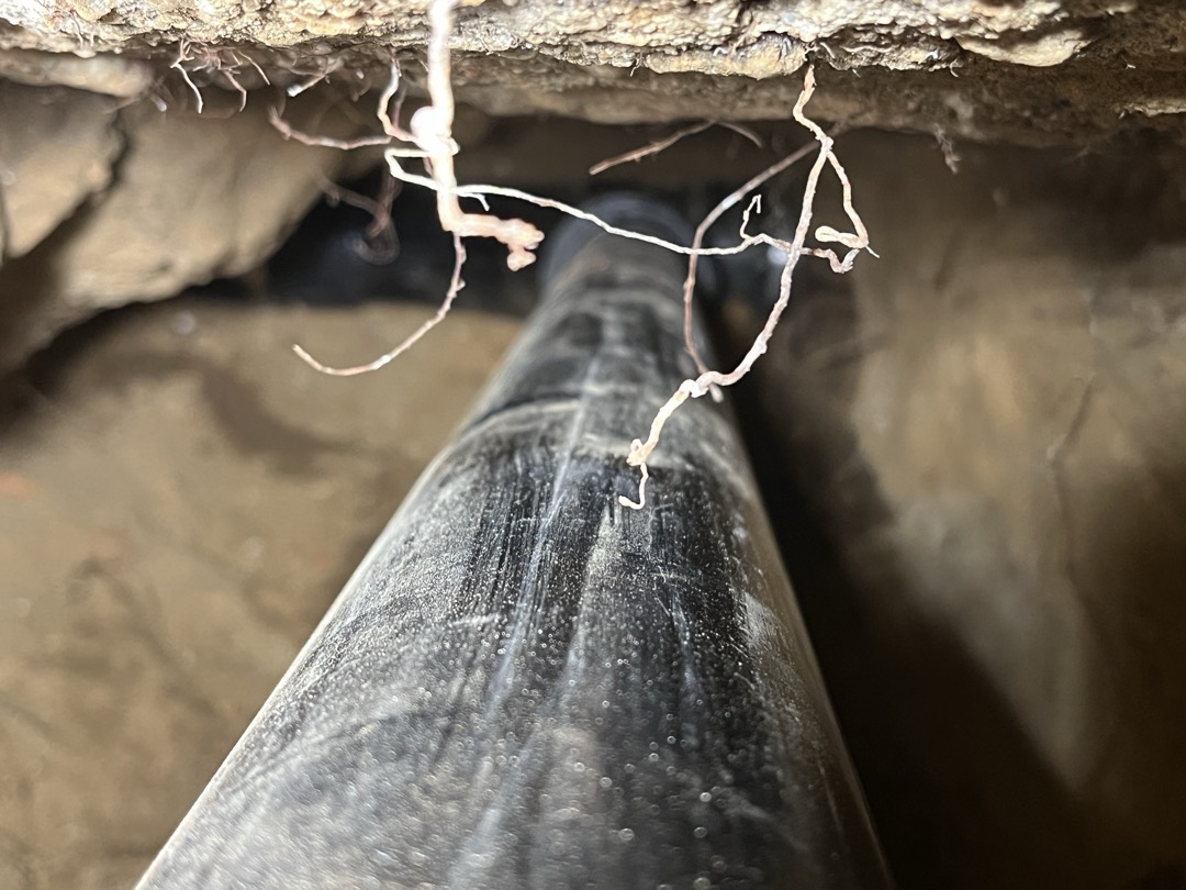 Customers existing sewer main has failed and is completely miss in the bottom of the pipe. Attempted to perform camera inspection but was unable to do so due to the condition of drain. Recommend digging a large hole in the walk in cooler that will allow us to tunnel under the footing and further expose the drain to inspect which direction the drain travels, as well to attempt to find a good location to connect to. Once location of travel is determined as well as condition we can provide a more accurate estimate for replacement if need be. 

Was able to tunnel approximately 5’past the footing and found a 4” comby that was leading out towards the front of the building. Removed comby and plumbed in new comby connecting the floor sinks into the sewer main. Although we were able to find a section of pipe that had the bottom in tact i strongly suggest replacement of the sewer main. The existing 4” cast iron we connected to was very brittle. We also performed camera inspection and saw large a