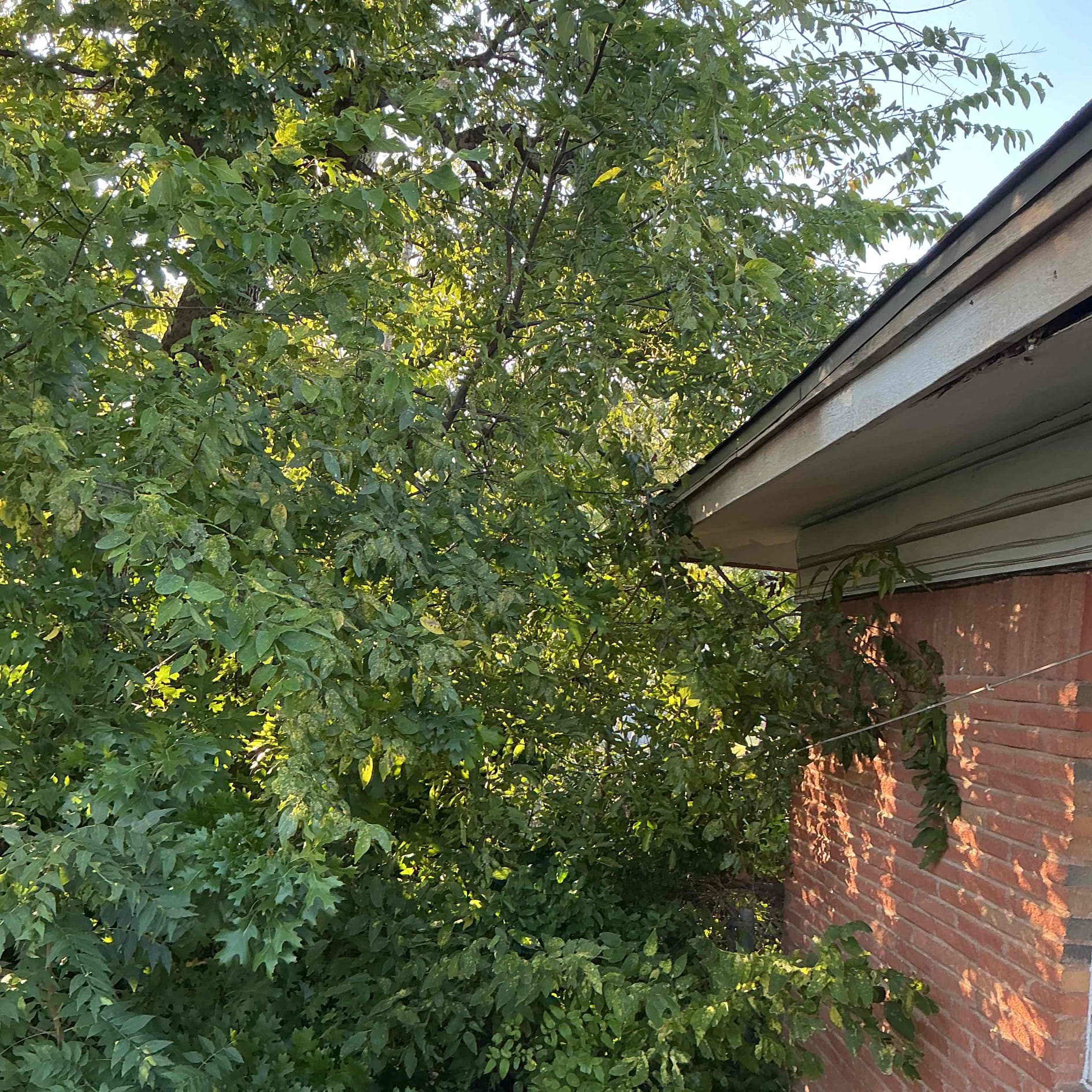 Customer had a tree fall on the powerline and encore came out and completely disconnected the line and took the wire. Customer is getting different quotes and wanted a quote for us to replace the electrical panel and overhead meter. Explain to customer that we can’t see the inside panel due to not having keys to the house And we’re not able to give him a solid price due to so many different variables. Will call customer back and see if he can make it out Friday afternoon for us to be able to look inside the house. Customer had a tree fall on the powerline and encore came out and completely disconnected the line and took the wire. Customer is getting different quotes and wanted a quote for us to replace the electrical panel and overhead meter. Explain to customer that we can’t see the inside panel due to not having keys to the house And we’re not able to give him a solid price due to so many different variables. Will call customer back and see if he can make it out Friday afternoon for us to be able to look inside the house.