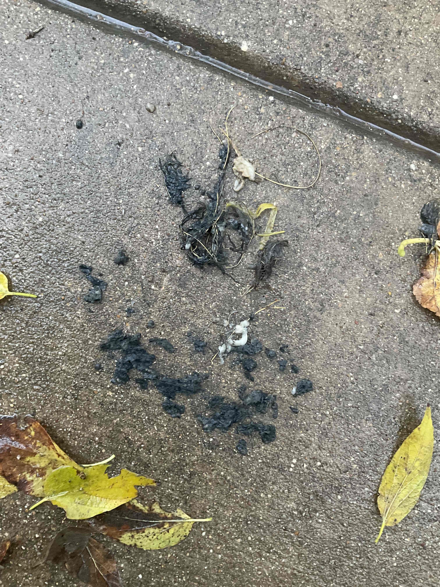 - Attempt to pop clog on main sewer line due to whole home backup from cleanouts.

No warranty on drain cable 

** successfully restored flow to main drain also pulled back roots indicating a bigger issue. Did explain to customer that a camera inspection needs to be preformed to find and fix current issues on system **

He doesn’t want to get a camera inspection done at this time did let him know the drain will back up again because there are bigger issues.

Quotes are good for 30 days