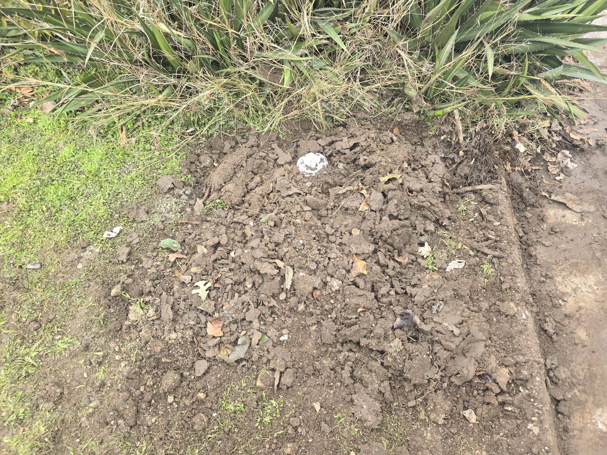 Met inspector onsite and passed final inspection. Backfill set for tomorrow.