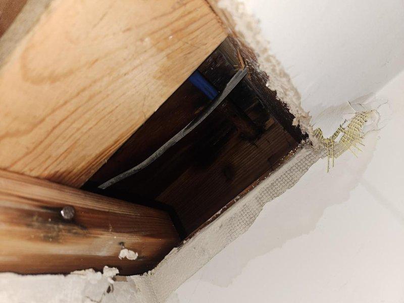 Responded to basement flooding emergency with water spreading into spare bedroom and family room. Located source of leak by creating ceiling access point and inspecting plumbing lines within ceiling cavity and structural framing. Identified compromised plumbing connection at wooden framing intersection, documented conditions with photography, and contained active water intrusion to prevent further damage to living spaces.