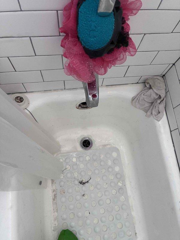 Responded to callback for mainline backup issue following previous jetting service where roots were cleared through vent access. Upon arrival, investigated reported backflow at shower drain with small root fragments emerging and bathtub backing up during laundry discharge. Inspected bathtub drain assembly and removed drain cover to assess blockage. Found residual root material lodged in secondary drain line causing restriction. Documented existing conditions with photos showing bathtub with visible drainage issues and removed plumbing components including rubber drain coupling showing wear and debris accumulation. Cleared remaining root fragments from affected drain line to restore proper flow and prevent continued backup during water usage.