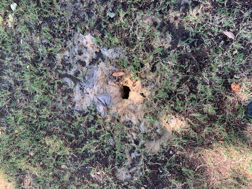 Whole building sewer system backing up and overflowing out of lateral clean out