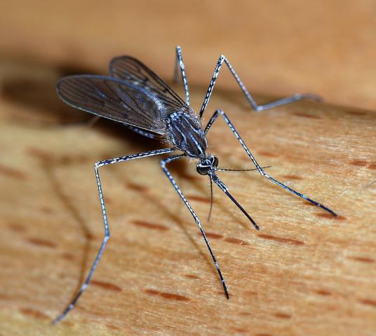 One of our pest control technicians, completed a quarterly service and a mosquito service on a residential dwelling in Breman, AL. 