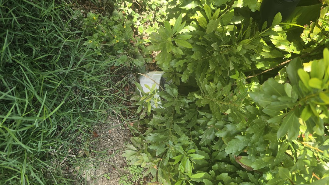 clogged sewer line