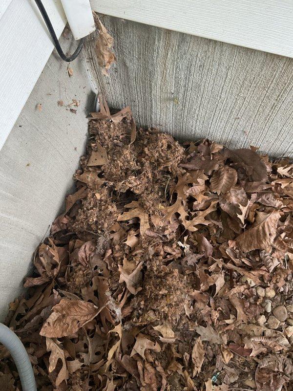 Responded to no-cool condition on aging HEIL air conditioning unit experiencing short cycling on startup attempts. Upon inspection, discovered rodent infestation with mice nesting inside condenser cabinet and extensive wire damage from chewing. Removed mice, cleared nesting materials and debris from unit interior, and repaired damaged electrical wiring to restore proper system operation.
