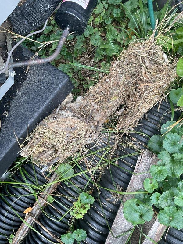 Diagnosed a no-heat condition on a Goodman furnace and found the vent/flue termination pipe blocked by a nest of dried grass and debris, preventing proper exhaust and causing the unit to lock out. Cleared the obstruction from the PVC vent, restored unrestricted venting, and cycled the furnace through a complete heating sequence to verify normal operation.