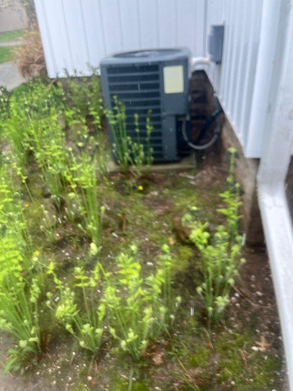 Completed full HVAC system retrofit including outdoor condenser unit installation in side yard location and indoor Goodman furnace installation in basement utility area. Outdoor unit positioned between building structures with proper clearances maintained despite narrow access corridor and overgrown vegetation. Indoor furnace installed with PVC venting system, condensate drainage lines, and flexible ductwork connections integrated with existing distribution system. All equipment commissioned and tested for proper operation.