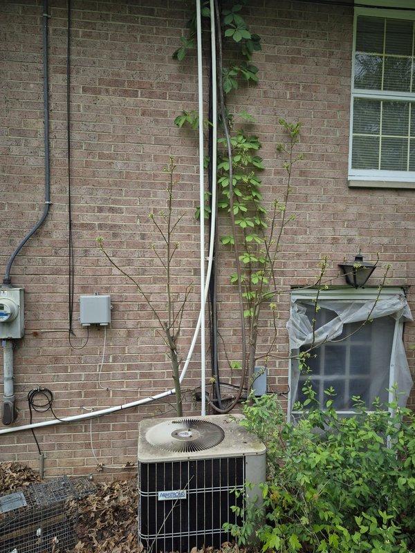 Completed seasonal air conditioning tune-up and maintenance inspection on residential cooling system. Inspected damaged attic ventilation as requested and documented exterior AC condenser unit condition with surrounding area assessment. All routine maintenance procedures performed according to manufacturer specifications.