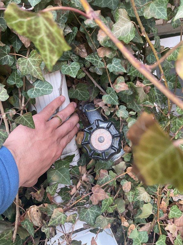Responded to service call for multiple leaking exterior hose faucets. Upon arrival, located and inspected outdoor spigots obscured by dense ivy growth along exterior brick wall. Identified leaking gate valve-style hose bib with wheel handle requiring attention. Cleared vegetation as needed to access valve assembly and piping. Performed necessary repairs to eliminate water leakage from exterior faucet connections, ensuring proper seal and operation of valve mechanism.