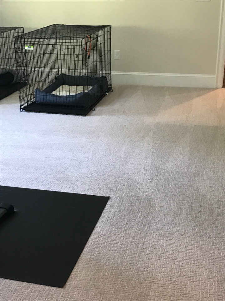 Their room matters too! ❤️🐶🐱 Their room matters too! ❤️🐶🐱
