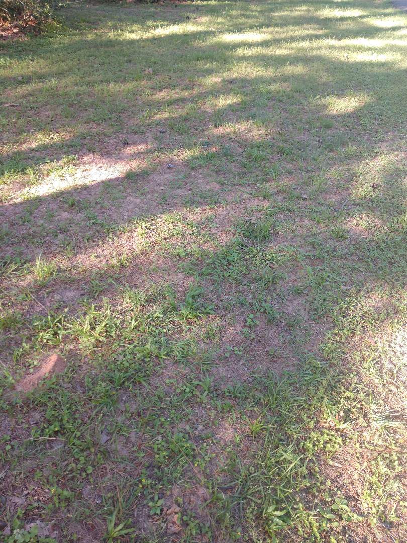 Dead lawn do to because of broken sprinkler system