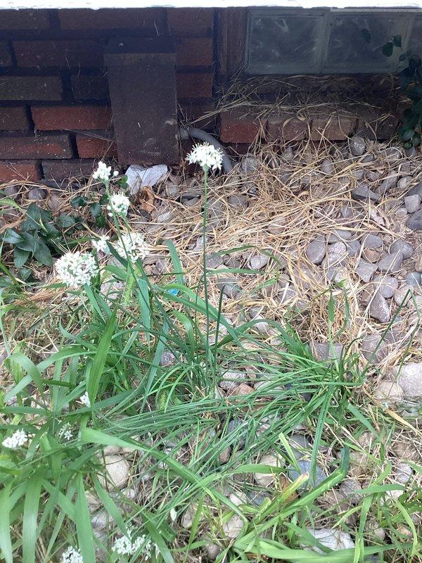 Provided comprehensive estimate for complete HVAC system replacement including both air conditioning condenser unit and furnace. The existing outdoor AC unit shows significant age and lack of maintenance with overgrown vegetation surrounding the equipment, indicating need for replacement. Blower motor was replaced as an interim repair, with cost to be credited toward new system installation if customer proceeds with full replacement.