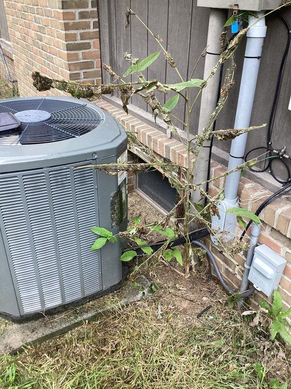 Conducted comprehensive site evaluation of existing outdoor air conditioning system for equipment replacement estimate. Assessed current gray cylindrical condenser unit positioned on concrete pad against residential brick foundation, noting weathered condition with accumulated dirt and grime on surfaces. Documented significant vegetation overgrowth including dead vines and dried plant material encroaching on equipment, which may restrict airflow and reduce system efficiency. Evaluated existing white PVC condensate drainage and refrigerant line covers running vertically along exterior wall. Photographed equipment placement, clearance requirements, and surrounding conditions including concrete pad weathering and neglected maintenance area. Prepared replacement recommendations based on current system configuration, electrical service availability, and proper installation requirements for new equipment.