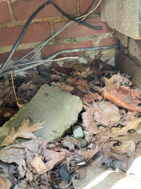 Conducted complimentary assessment of exterior gas line routing for outdoor grill installation. Evaluated existing utility infrastructure, accessible pathways through brick paver patio area, and determined optimal piping route from building-mounted gas supply to proposed grill location. Documented site conditions including HVAC equipment placement, existing refrigerant lines, and paver layout to develop installation estimate for new gas line extension and grill hookup.
