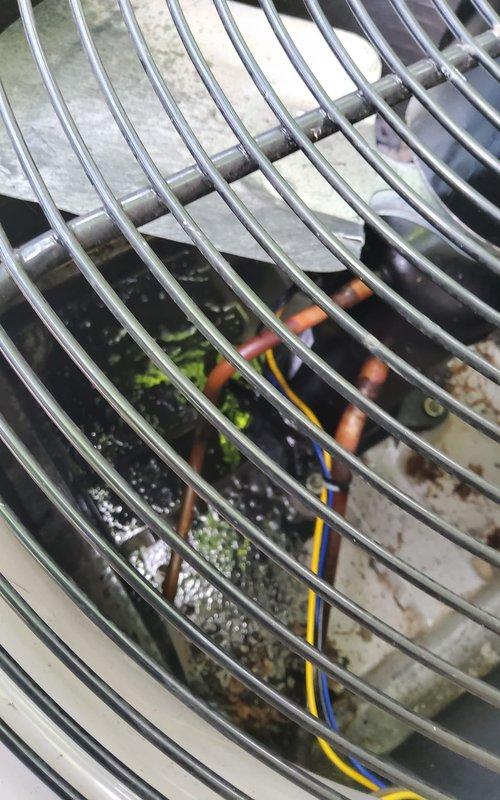 Responded to no cooling complaint on 3-year-old AC unit that had compressor replacement completed two months prior. Upon inspection, discovered significant contamination in condensing unit base with pooled liquid, debris, and biological growth around compressor and refrigerant lines. System evaluation revealed potential secondary failure or contamination-related issue affecting cooling performance. Documented equipment condition with photos showing deteriorated base pan, moisture accumulation, and compromised cleanliness of critical components requiring further diagnostic assessment to determine root cause of recurring cooling failure.