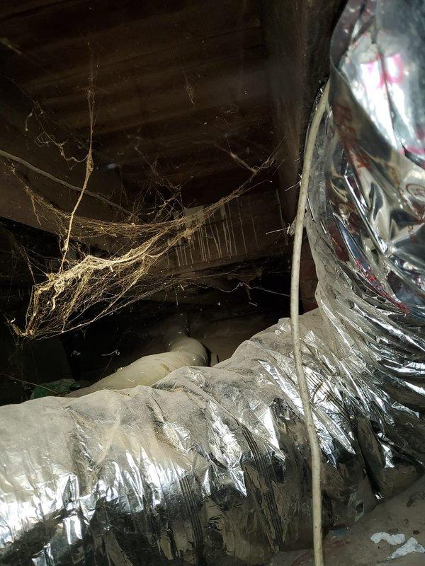 Performed comprehensive pre-purchase inspection of residential HVAC system at customer request. Evaluated furnace unit, air handler, and ductwork system located in basement mechanical room. Inspected flexible ductwork in crawl space area, noting visible wear, compression, and accumulated debris including spider webs indicating lack of recent maintenance. Documented equipment condition with photographs for potential buyer review. System components appear operational with proper clearances maintained around equipment, though ductwork shows signs of age and would benefit from cleaning and possible replacement of compromised sections. Findings communicated to responsible party for purchasing decision consideration.