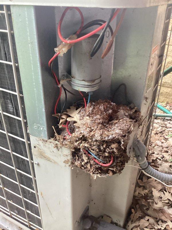 Responded to no cooling call with repeated breaker tripping on 10+ year old system. Upon inspection, discovered two dead mice and extensive nesting material in electrical disconnect box contacting high voltage terminals on contactor. Removed all rodent debris and nesting material from disconnect enclosure, cleaned affected electrical components, and replaced damaged contactor to restore safe operation and eliminate tripping condition.