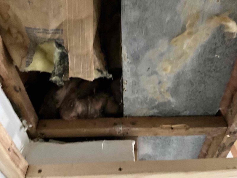 Responded to service call regarding damaged ceiling and exposed ductwork. Upon arrival, inspected wall cavity and discovered uninsulated metal ductwork with significant deterioration and moisture staining. Ceiling sheetrock showed water damage and structural compromise requiring replacement. Opened access point to assess full extent of ductwork condition, revealing corroded metal surfaces and inadequate insulation throughout the system. Documented existing conditions with photographs showing exposed copper piping, damaged fiberglass insulation, and compromised ductwork within structural framing. Provided estimate for complete ductwork insulation wrap to prevent future condensation issues and improve system efficiency.