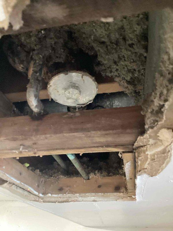 Responded to leak in garage ceiling originating from upstairs shower assembly. Upon inspection, identified failed drum trap as source of water intrusion. Accessed cavity through garage ceiling and confirmed active leak at drum trap connection with visible black mold growth surrounding drain assembly and affected structural framing. Documented conditions with photographs showing compromised ceiling material, exposed wooden joists with water damage, and mold contamination around plumbing fixtures. Advised property owner that mold remediation by certified restoration company is required prior to any plumbing repairs due to extent of biological growth. Secured area and provided recommendations for next steps.