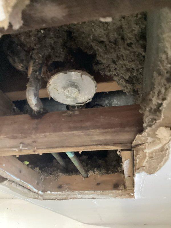 Responded to leak in garage ceiling originating from upstairs shower assembly. Upon inspection, identified failed drum trap as source of water intrusion. Accessed cavity through garage ceiling and confirmed active leak at drum trap connection with visible black mold growth surrounding drain assembly and affected structural framing. Documented conditions with photographs showing compromised ceiling material, exposed wooden joists with water damage, and mold contamination around plumbing fixtures. Advised property owner that mold remediation by certified restoration company is required prior to any plumbing repairs due to extent of biological growth. Secured area and provided recommendations for next steps.
