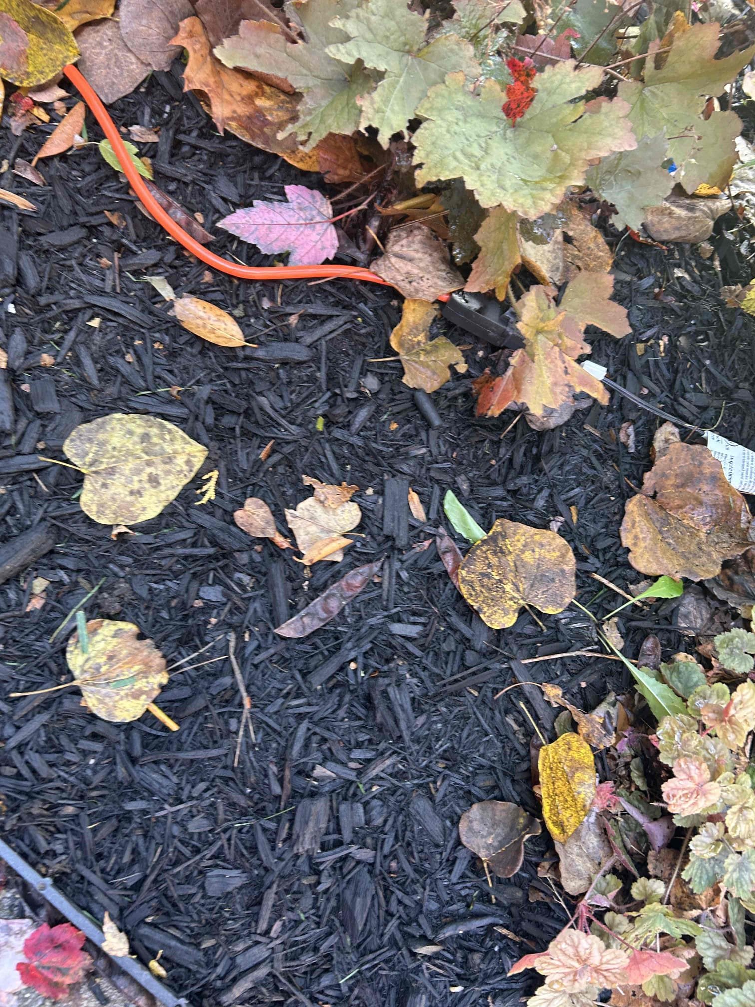 Found that the front receptacles as well as the garage receptacle turned off due to extension cords, laying in the wet grass during the heavy rain this morning. Would recommend getting cord and covers for the front decorations. Found that the front receptacles as well as the garage receptacle turned off due to extension cords, laying in the wet grass during the heavy rain this morning. Would recommend getting cord and covers for the front decorations.