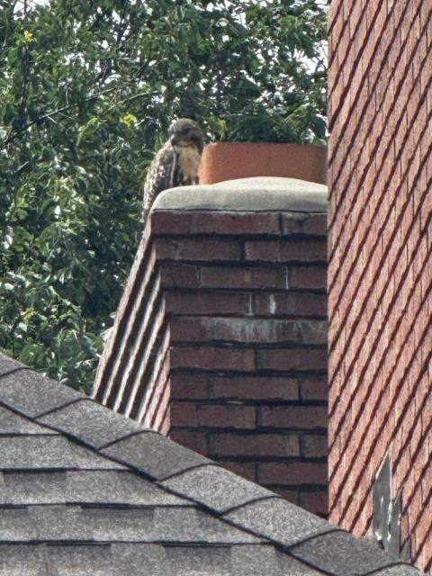 Yes. That is a hawk! South Windsor ct chimney cap and masonry repair performed.