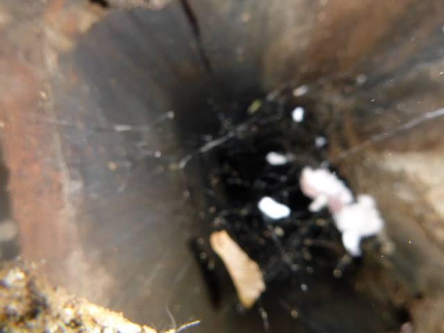 In Portland CT We installed a properly sized stainless steel liner and repaired the damaged boiler chimney crown. We also rebuilt the deteriorated upper fireplace chimney for safety.