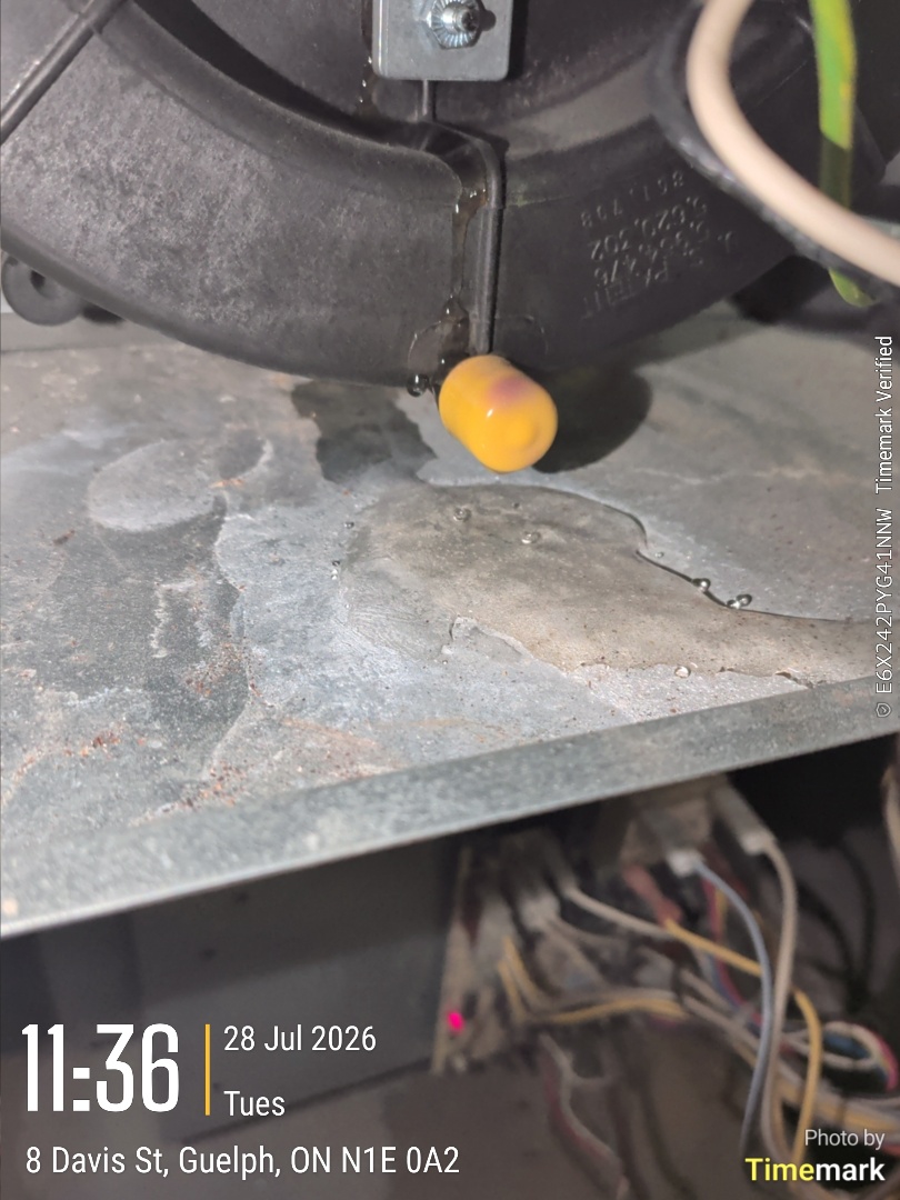 water found around furnace. backed up drain line causing secondary heat exchanger to rust out

Tech : Phil