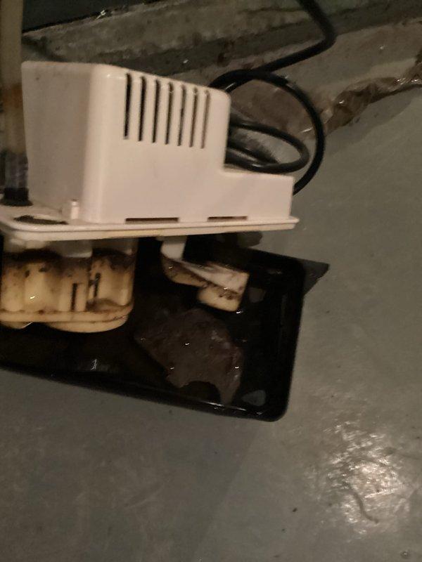 Replaced faulty thermocouple on Bradford White water heater (model WT 07-2029) that was causing pilot light to extinguish intermittently. Cleaned accumulated debris around gas valve assembly and verified proper pilot flame characteristics after repair, confirming stable operation.