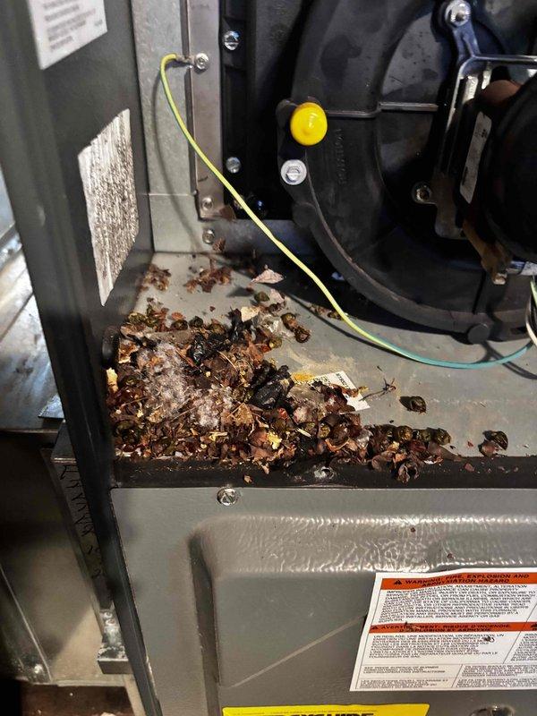 Performed annual heating maintenance on 12-year-old furnace system. Discovered significant debris accumulation in unit compartment requiring thorough cleaning. Noted humidifier not operating on club membership system; inspected exterior components including ventilation and safety devices for proper functionality.